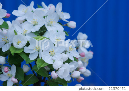 Princess apple flower language is "permanent happiness" 21570451