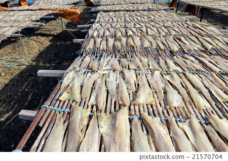 Shirao Torajima Fish being dried on the beach (Alaska pollack) 21570704