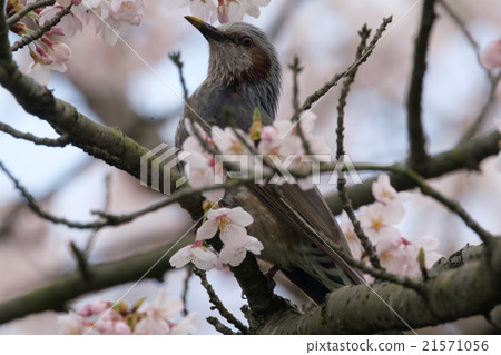 Bulbul and cherry 21571056