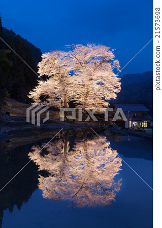 苗族櫻花岐阜縣下呂市 21573698