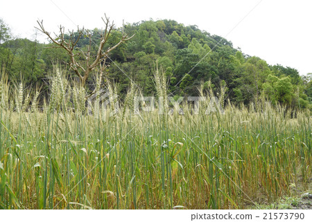 closed up the barley field in Nepal 21573790
