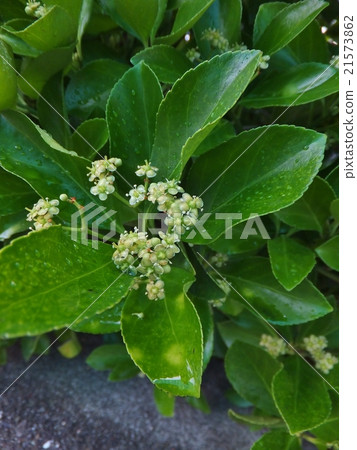 可愛的Masaki花(垂直/水平) 可愛的Masaki花(垂直/水平) 21573862