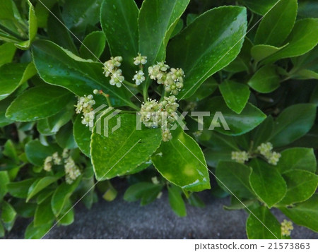 可愛的Masaki花(垂直/水平) 可愛的Masaki花(垂直/水平) 21573863
