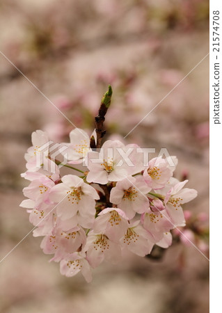 在早晨的陽光下出現的粉紅色的花,想出了幻想(Sakura:Say Yoshino) 在早晨的陽光下出現的粉紅色的花,想出了幻想(Sakura:Say Yoshino) 21574708
