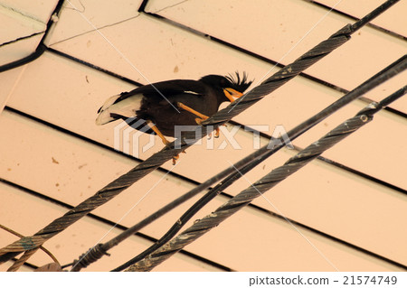 Bird under the roof 21574749