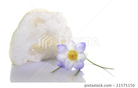 Crocus flower and quartz geode 21575150