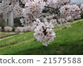 Cherry Blossoms   21575588