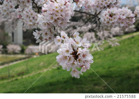 Cherry Blossoms   21575588