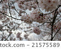 Cherry Blossoms   21575589