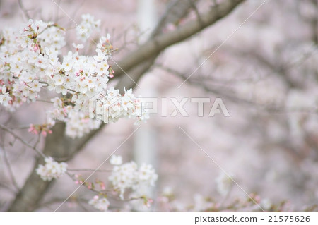 White cherry tree White cherry tree 21575626