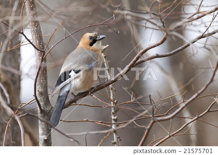 Miyamakakesu 21575701