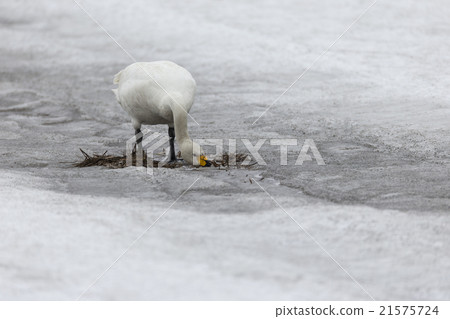 天鵝 天鵝 21575724