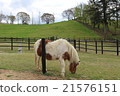 Horse  21576151