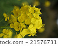 強姦開花 21576731