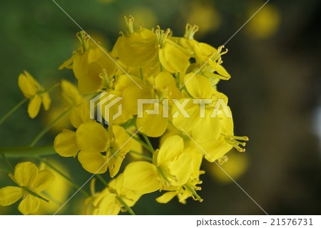 強姦開花 21576731