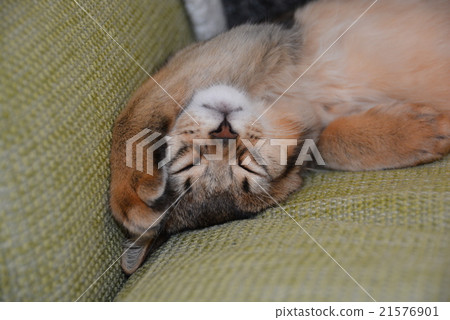 Facial expression of kitten 21576901