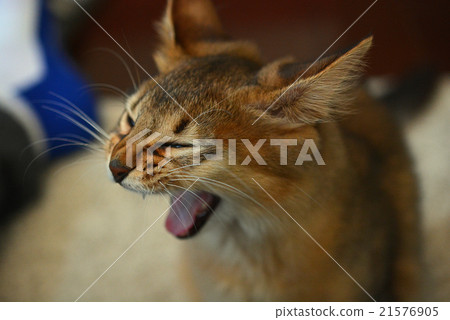 Facial expression of kitten Facial expression of kitten 21576905