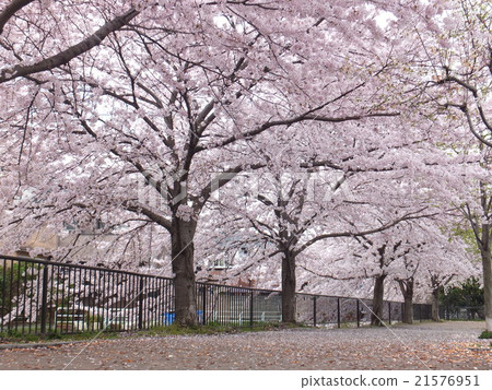 Cherry blossom tunnel Cherry blossom tunnel 21576951