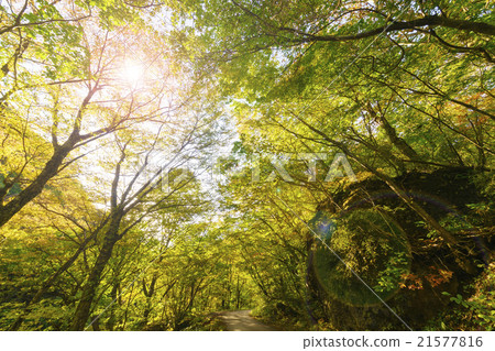 縣立自然公園日光谷景觀與Seseragi和森林沐浴通過Saki Leakage日景觀適合步行感受季節旅遊景點 21577816