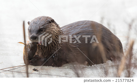 North American river otter (Lontra canadensis). 21577824