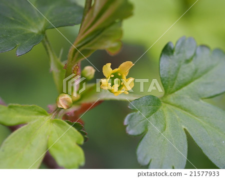 Yabuzanashi花 21577933