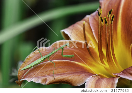 grasshopper on Flower grasshopper on Flower 21577983