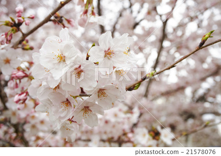Cherry Blossoms	 21578076
