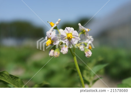 馬鈴薯花 馬鈴薯花 21578080