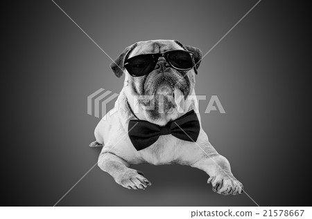 Smart detective cute pug dog with sunglasses Smart detective cute pug dog with sunglasses 21578667