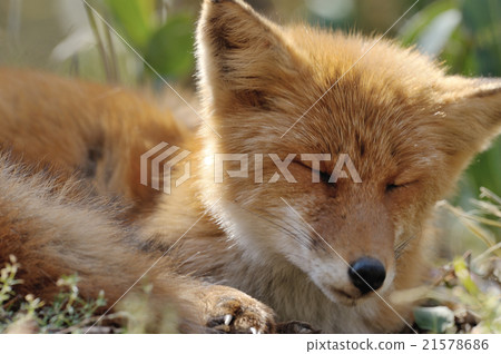 一隻閉上眼睛的狐狸 21578686