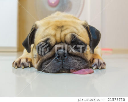 Cute dog puppy Pug sleep tongue lay on Floor  21578750