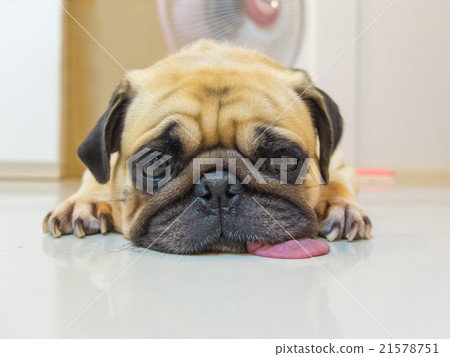 Cute dog puppy Pug sleep tongue lay on Floor  21578751