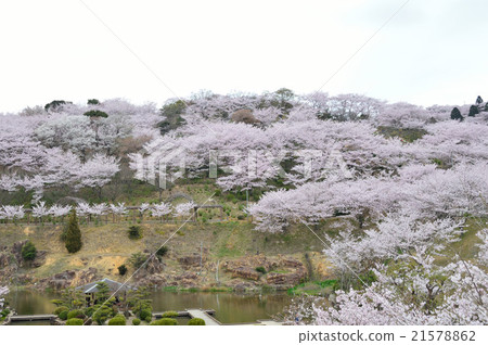 在Kazuyama的櫻花 21578862