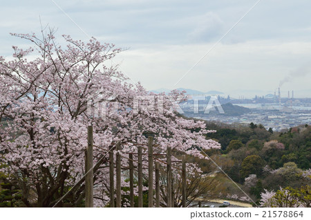 在Kazuyama的櫻花 21578864
