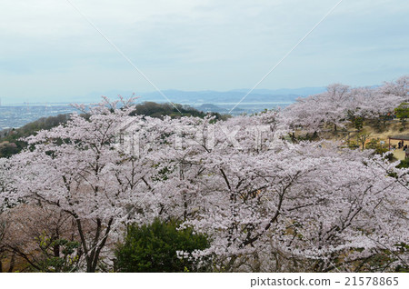 在Kazuyama的櫻花 21578865