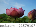 蓮花 21579107