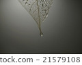 一滴枯葉 21579108