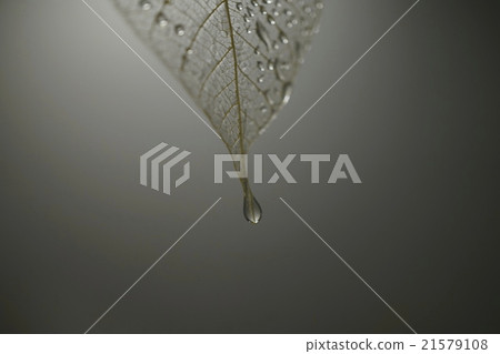 一滴枯葉 一滴枯葉 21579108