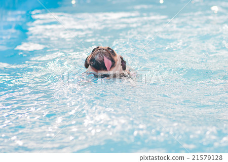 a cute dog Pug swim at a local public pool a cute dog Pug swim at a local public pool 21579128