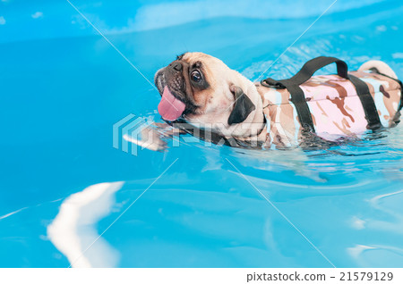 rear view cute dog Pug swim at local public pool rear view cute dog Pug swim at local public pool 21579129