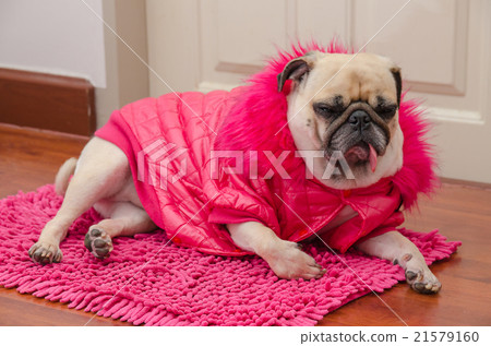 Pug with fashion pink dress wool rest on floor. Pug with fashion pink dress wool rest on floor. 21579160