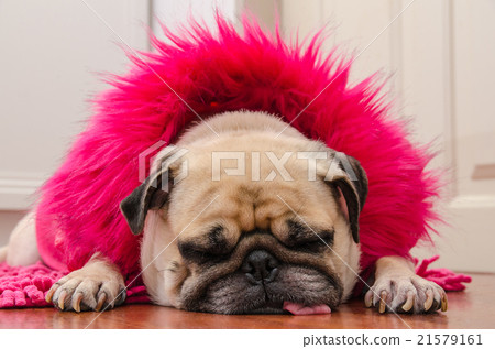 Pug with fashion pink dress wool rest on floor. Pug with fashion pink dress wool rest on floor. 21579161