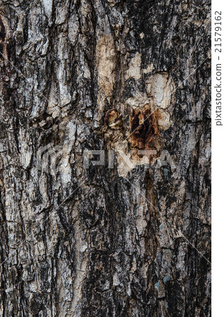 Old crack wood texture Old crack wood texture 21579162