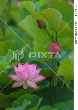 山口大學Oga蓮花花蕾 21579175