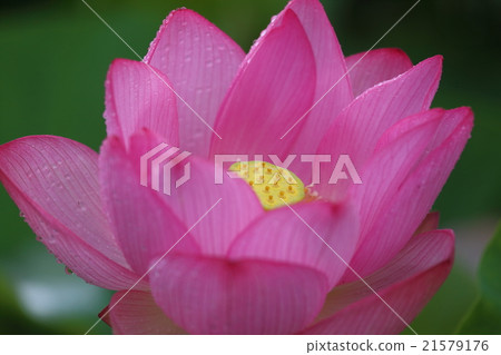 山口大學Oga蓮花起來了 21579176