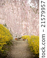 Cherry Blossoms   21579957