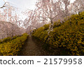 Cherry Blossoms   21579958