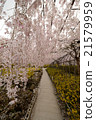 Weeping cherry tree 21579959