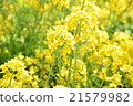 Rape blossoms 21579982