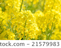 Rape blossoms 21579983